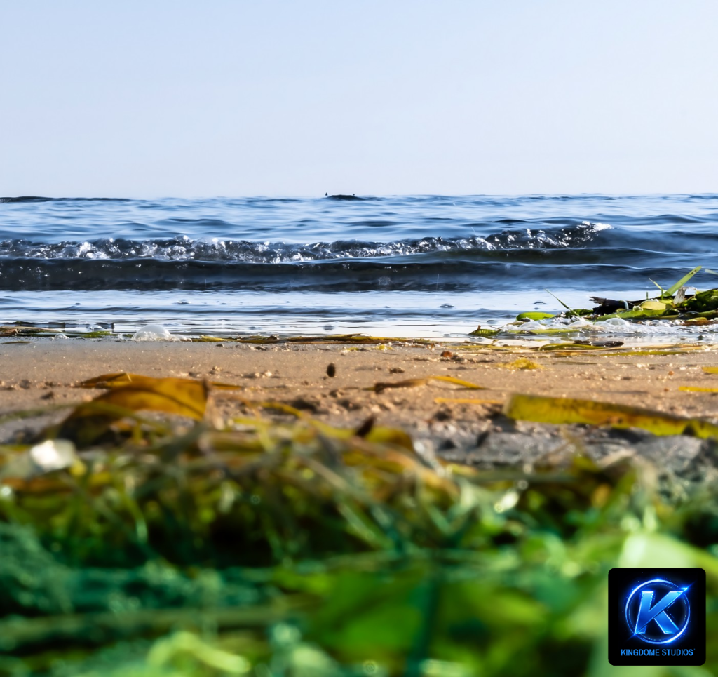 A beach scene with green seaweed and small ocean waves. Best Website Photography and Videography Abbotsford BC by KingdomeStudios.com ensures high-quality visuals for your online content