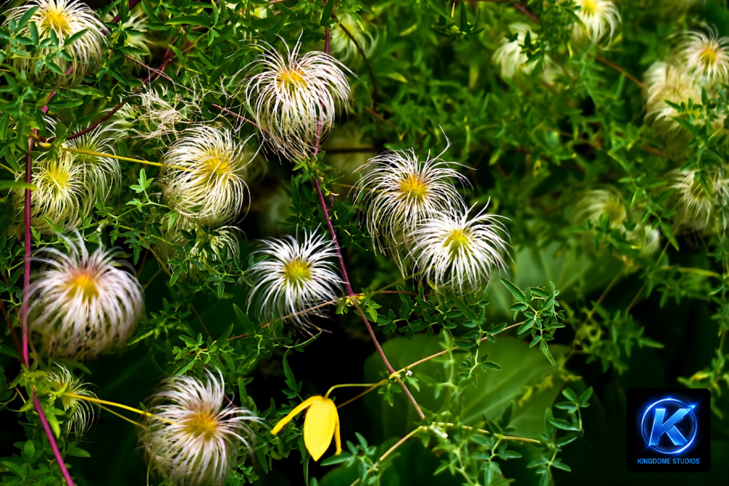A vibrant close-up of fluffy white clematis seed heads and a yellow flower, showcasing the detailed artistry of the Best Website Photography and Videography Abbotsford BC by KingdomeStudios.com